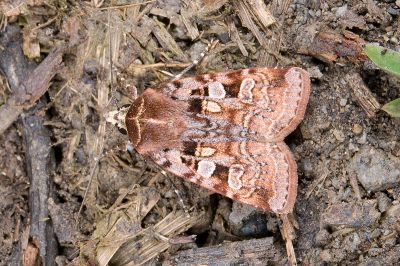 寶島歹夜蛾 Diarsia formosensis 雄蟲