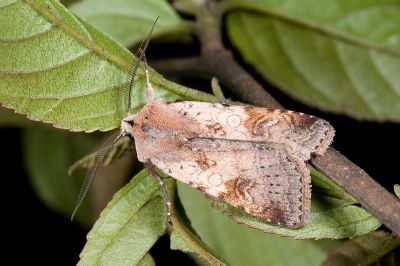 煙歹夜蛾 Diarsia carnipennis 雄蟲
