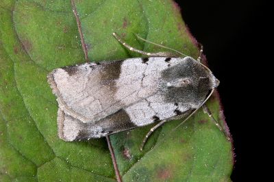 黑帶歹夜蛾 Diarsia nigrafasciata 雄蟲
