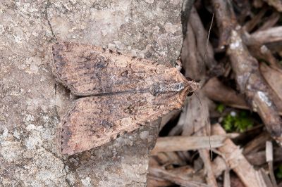 疆夜蛾 Peridroma saucia 雄蟲