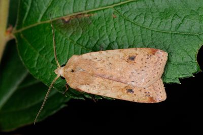 黃炎歹夜蛾 Diarsia arenosoides 雄蟲
