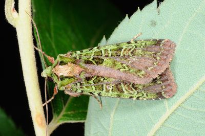 綠叉組夜蛾 Anaplectoides fuscivirens 雄蟲