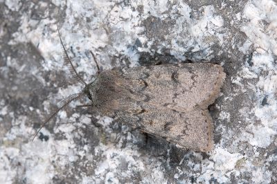 臺灣地老虎 Agrotis taiwana 雄蟲
