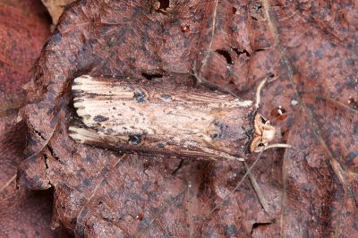 朽木夜蛾 Axylia putris triseriata 雄蟲