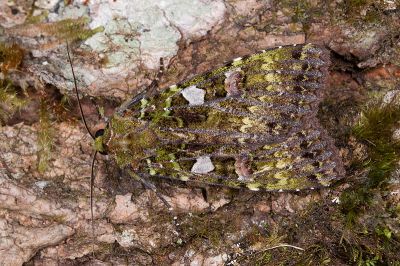 藍綠組夜蛾 Anaplectoides inouei 雄蟲