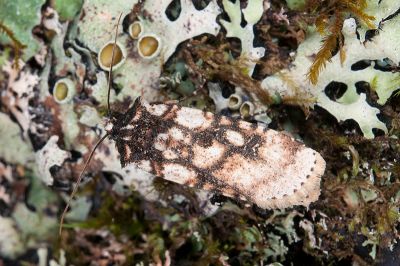 雷氏狹翅夜蛾 Hermonassa legraini 雄蟲