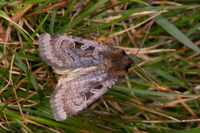 高山擬狹翅夜蛾 Pseudohermonassa owadai 雄蟲