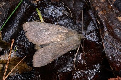 蓬萊鐵色夜蛾 Himachalia formosana 雄蟲