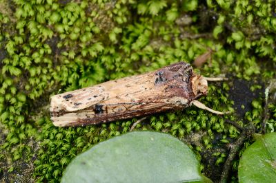 朽木夜蛾 Axylia putris triseriata 雄蟲