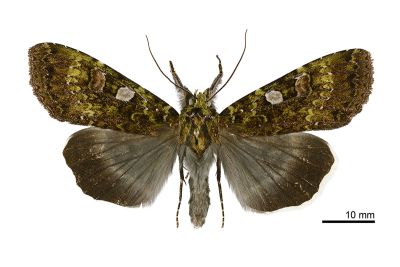 藍綠組寬夜蛾（暫稱中文名） Plataplectoides inouei 雄蟲