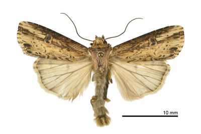 朽木夜蛾 Axylia putris triseriata 雄蟲