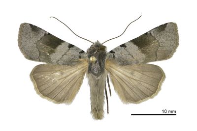 黑帶歹夜蛾 Diarsia nigrafasciata 雄蟲