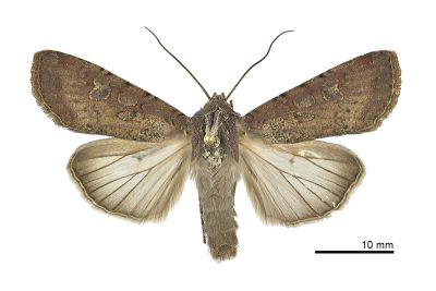 疆夜蛾 Peridroma saucia 雄蟲