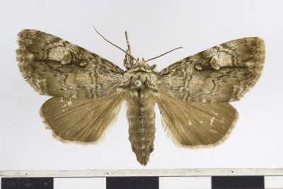 明鈍夜蛾 Anacronicta nitida