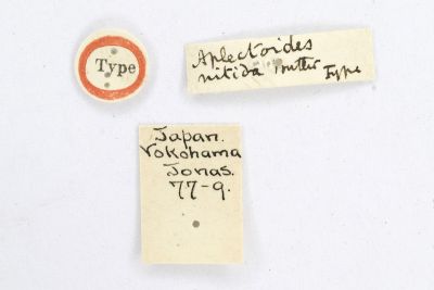 明鈍夜蛾 Anacronicta nitida