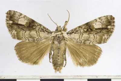 明鈍夜蛾 Anacronicta nitida