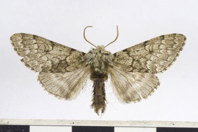 灰毛夜蛾 Panthea grisea