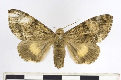 后夜蛾 Trisuloides sericea