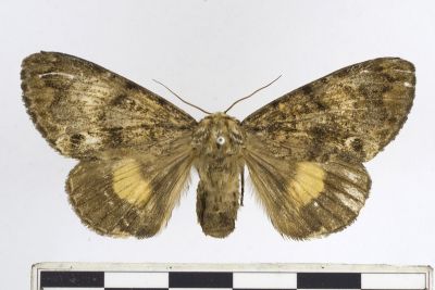 后夜蛾 Trisuloides sericea