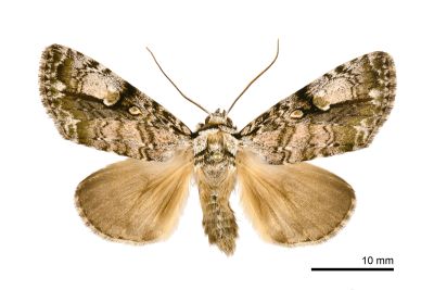 明鈍夜蛾 Anacronicta nitida 雄蟲