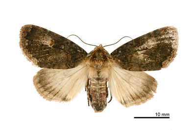 暗鈍夜蛾 Anacronicta caliginea 雌蟲