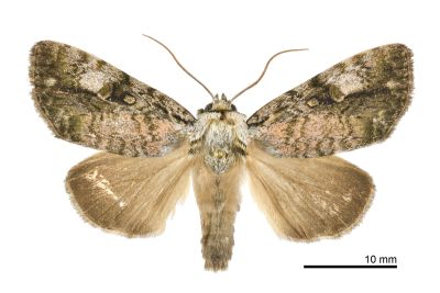 埔里鈍夜蛾 Anacronicta horishana 雄蟲