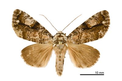 明鈍夜蛾 Anacronicta nitida 雄蟲