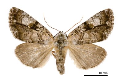 明鈍夜蛾 Anacronicta nitida 雌蟲