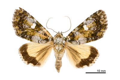 黃裙歐夜蛾 Euromoia subpulchra 雌蟲