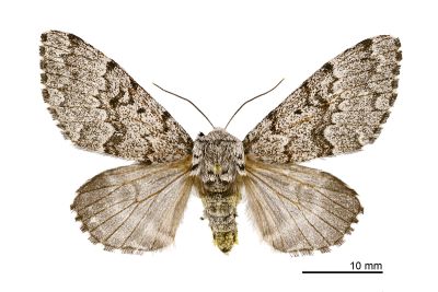 灰毛夜蛾 Panthea grisea 雌蟲