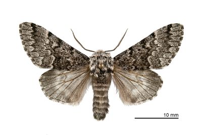 灰毛夜蛾 Panthea grisea 雄蟲