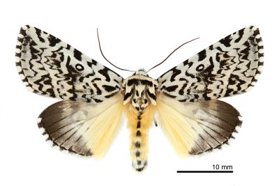 鑲夜蛾 Trichosea champa 雌蟲