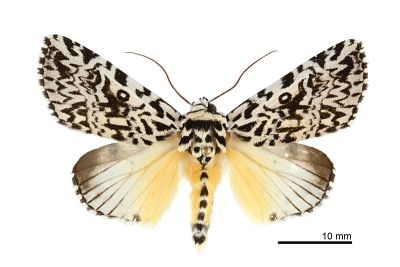 鑲夜蛾 Trichosea champa 雄蟲