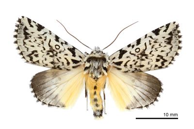 羝鑲夜蛾 Trichosea diffusa 雌蟲