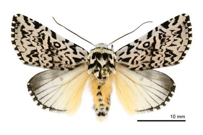 羝鑲夜蛾 Trichosea diffusa 雄蟲
