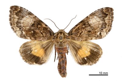 后夜蛾 Trisuloides sericea 雌蟲
