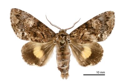 后夜蛾 Trisuloides sericea 雄蟲