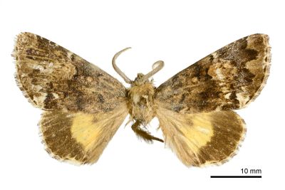 臺灣后夜蛾 Trisuloides taiwana 雄蟲