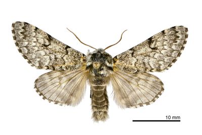 灰毛夜蛾 Panthea grisea 雄蟲