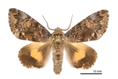 后夜蛾 Trisuloides sericea 雄蟲