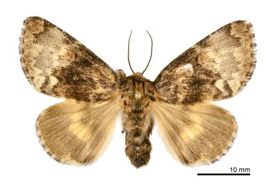 杉氏后夜蛾 Trisuloides sugii 雌蟲
