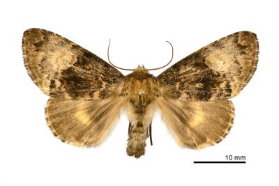 杉氏后夜蛾 Trisuloides sugii 雌蟲