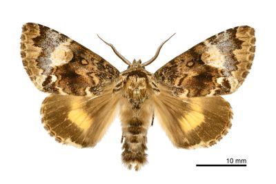 杉氏后夜蛾 Trisuloides sugii 雄蟲