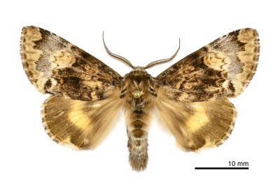 杉氏后夜蛾 Trisuloides sugii 雄蟲