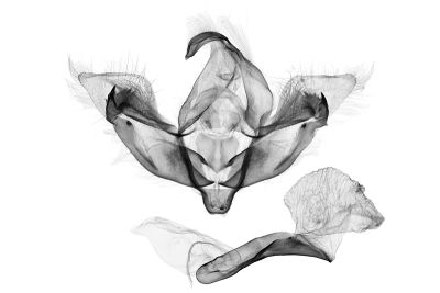 杉氏后夜蛾 Trisuloides sugii 雄蟲