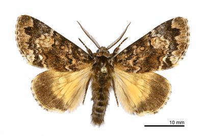 臺灣后夜蛾 Trisuloides taiwana 雄蟲