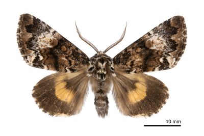 臺灣后夜蛾 Trisuloides taiwana 雄蟲