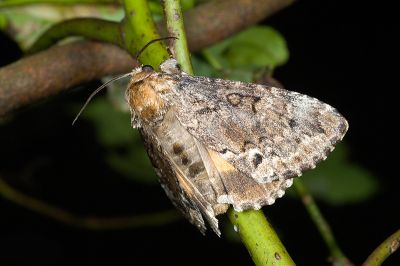 后夜蛾 Trisuloides sericea 雄蟲