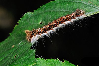 鑲夜蛾 Trichosea champa