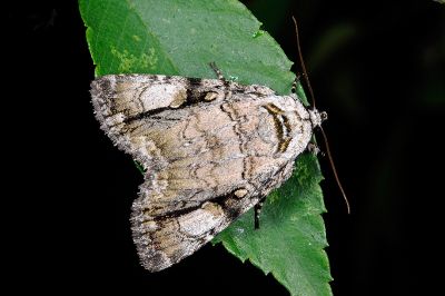 明鈍夜蛾 Anacronicta nitida 雄蟲